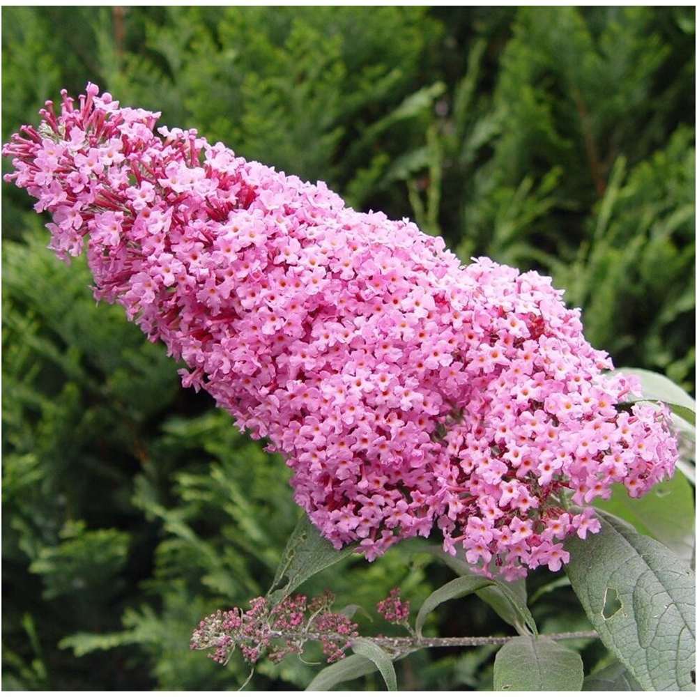 Liliacul de Vara Pink Panther (Buddleja)
