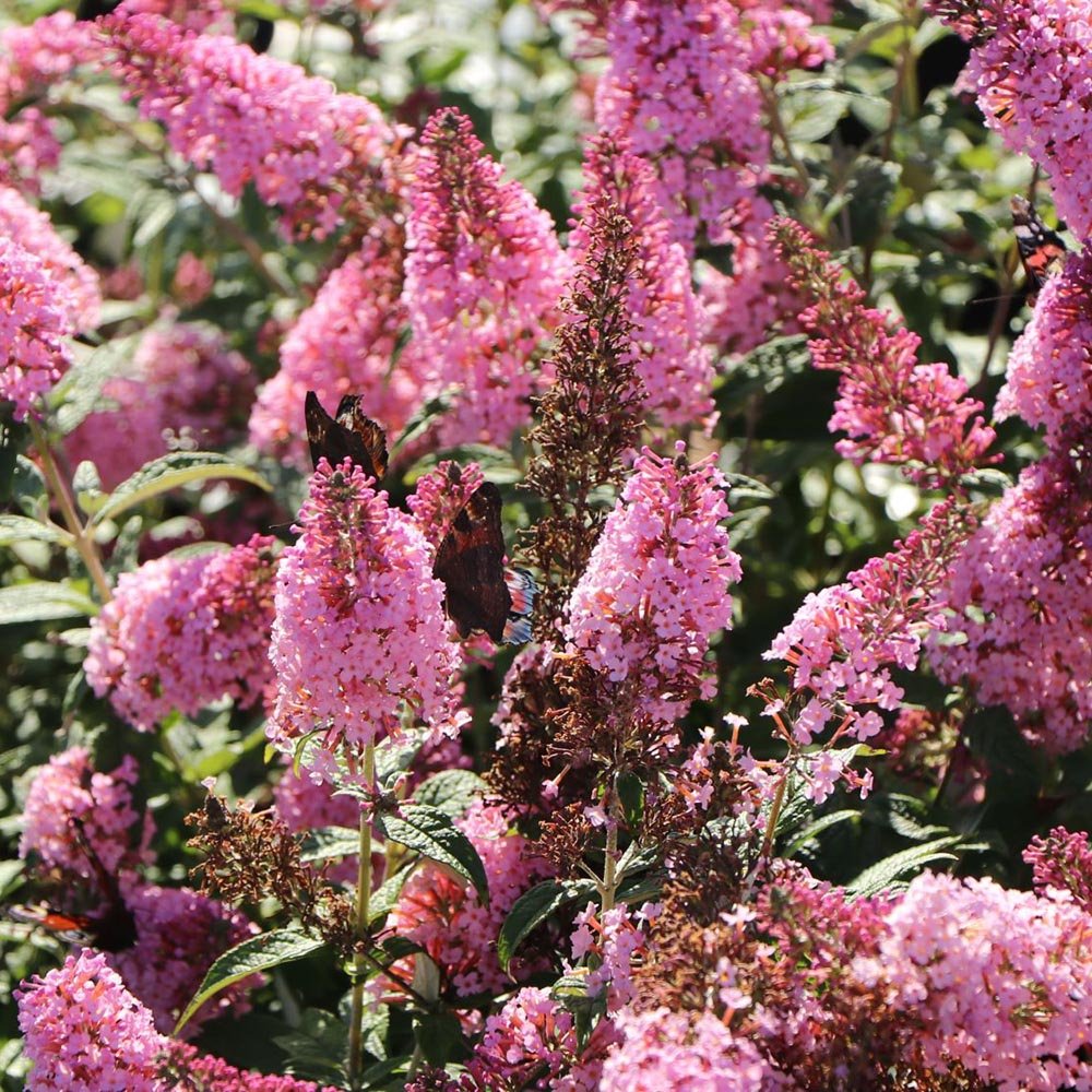 Liliacul de Vara Pink Panther (Buddleja)