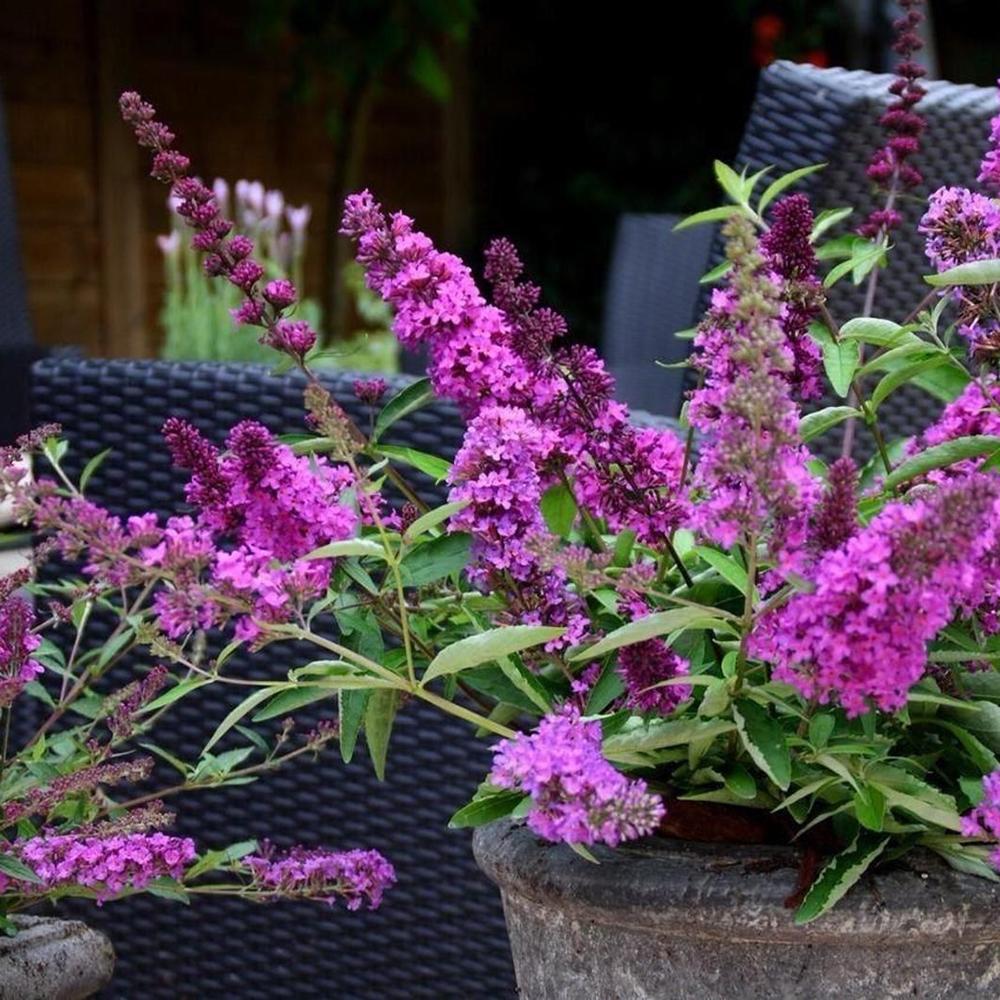 Liliac de Vara roz-violet Tutti Frutti (Buddleja)