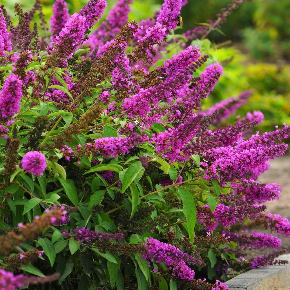 Liliac de Vara roz-violet Tutti Frutti (Buddleja)
