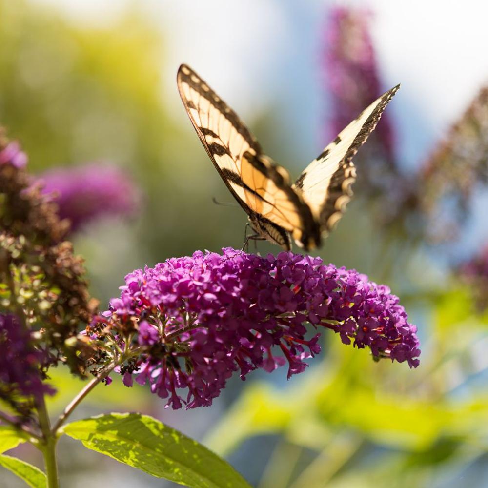 Liliac de Vara roz-violet Tutti Frutti (Buddleja)