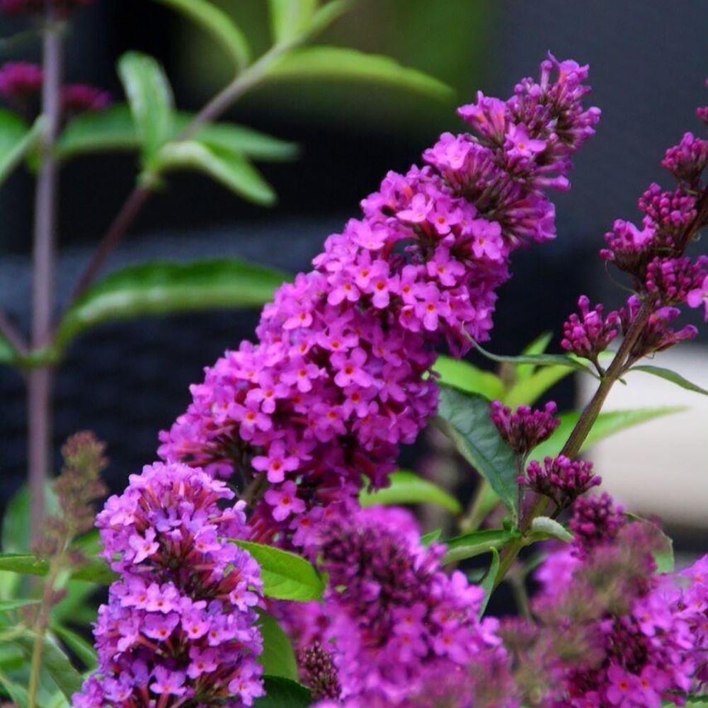 Liliac de Vara roz-violet Tutti Frutti (Buddleja)