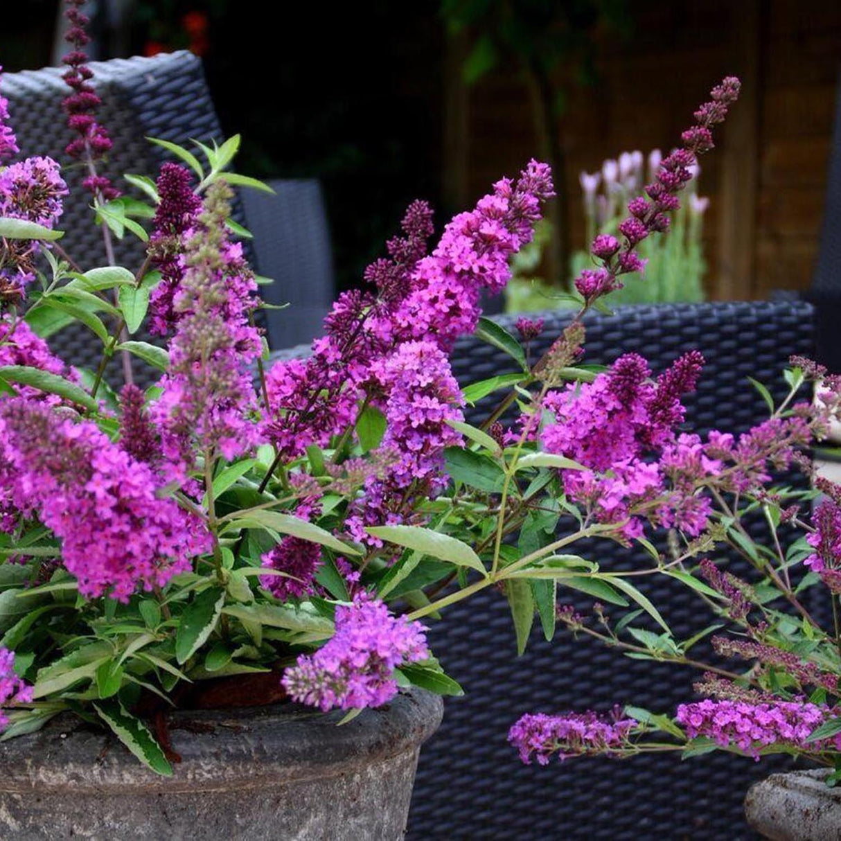 Liliac de Vara roz-violet Tutti Frutti (Buddleja)