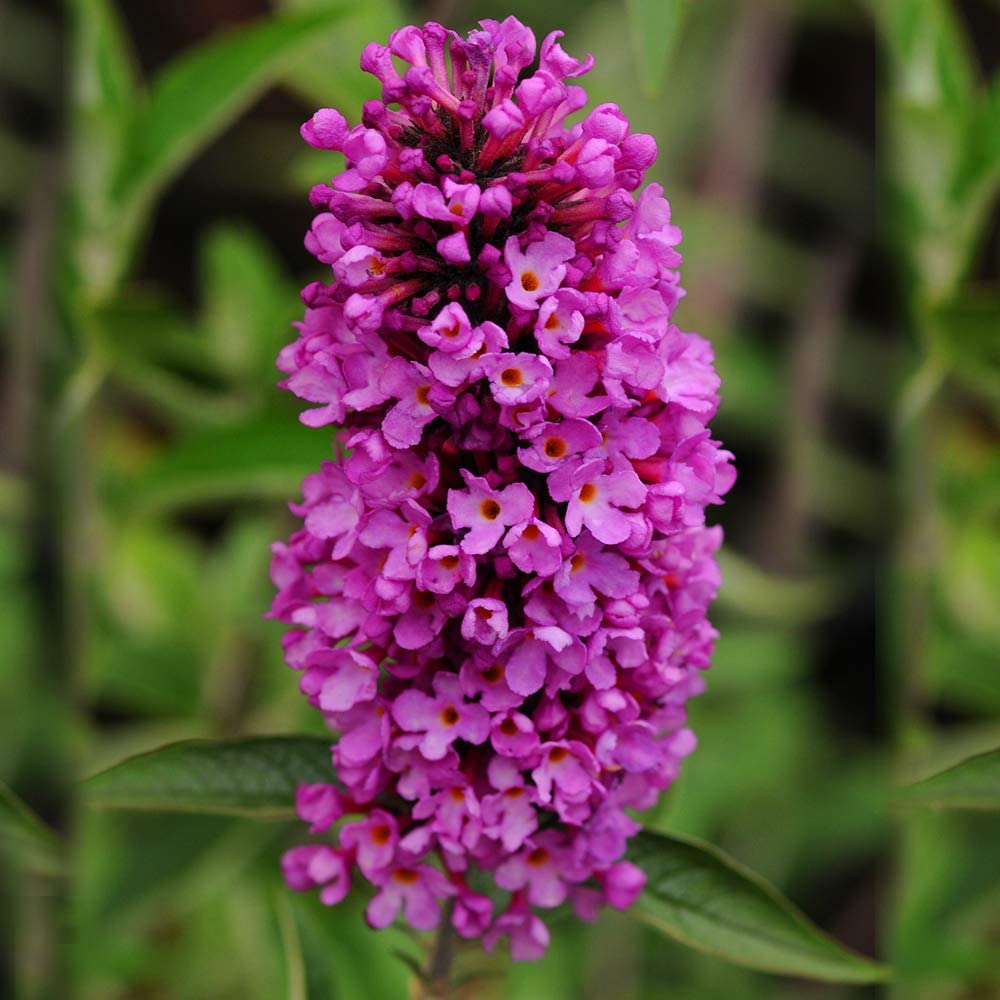 Liliac de Vara roz-violet Tutti Frutti (Buddleja)