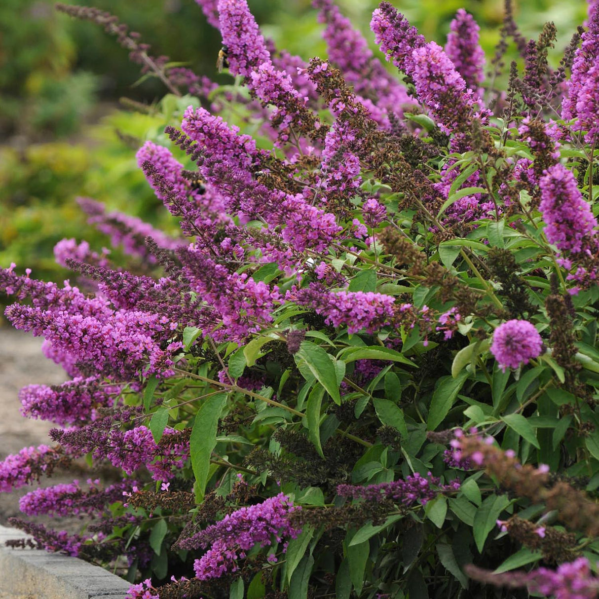 Liliac de Vara roz-violet Tutti Frutti (Buddleja)