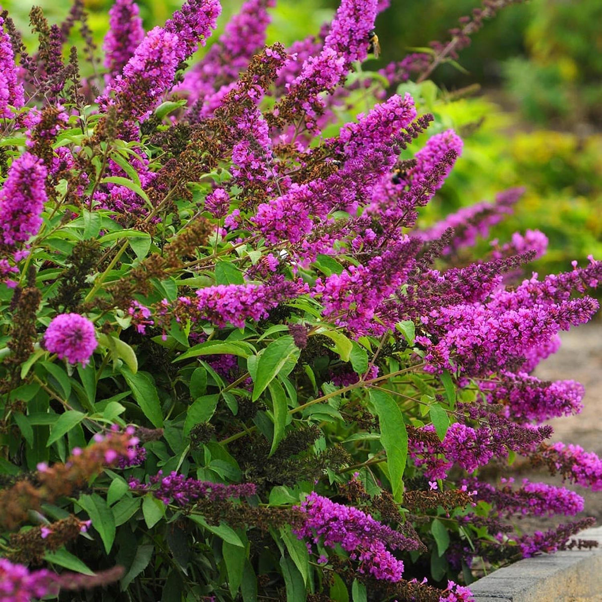 Liliac de Vara roz-violet Tutti Frutti (Buddleja)