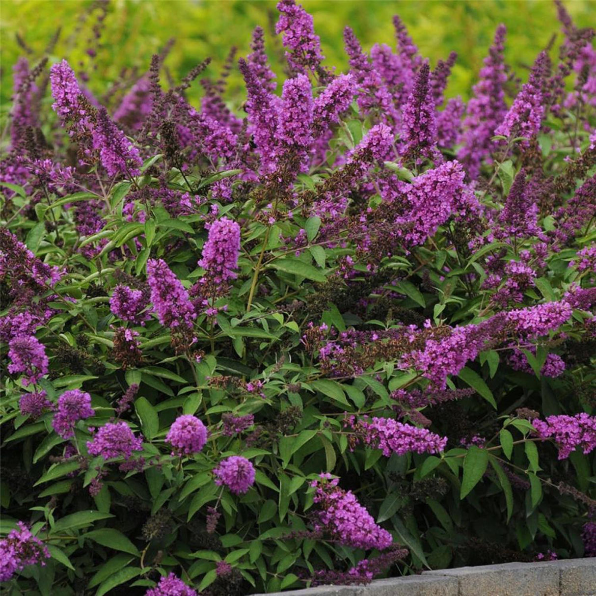 Liliac de Vara roz-violet Tutti Frutti (Buddleja)