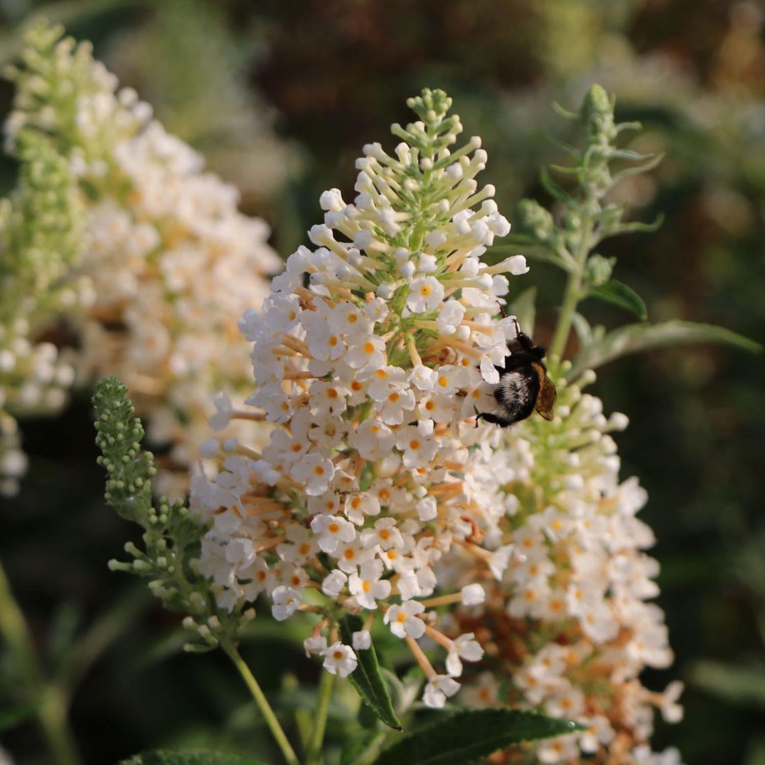 Liliac de Vara alb White Swan (Buddleja)