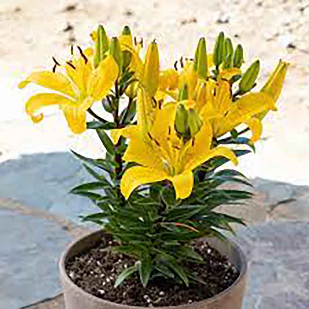 Lilium Asiatic Galben – Crin Golden Matrix
