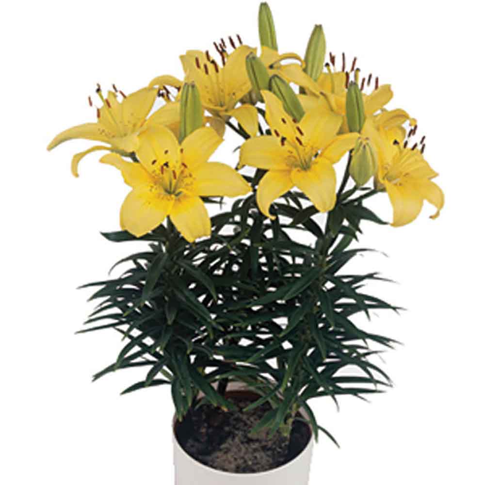 Lilium Asiatic Galben – Crin Golden Matrix
