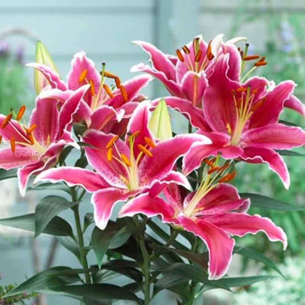 Lilium Asiatic Magenta Alb- Crin Starlight Express