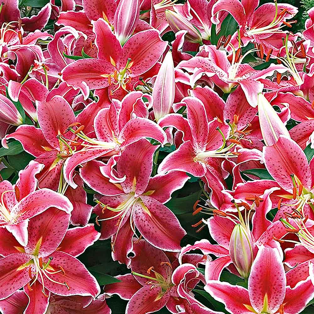 Lilium Asiatic Magenta Alb- Crin Starlight Express