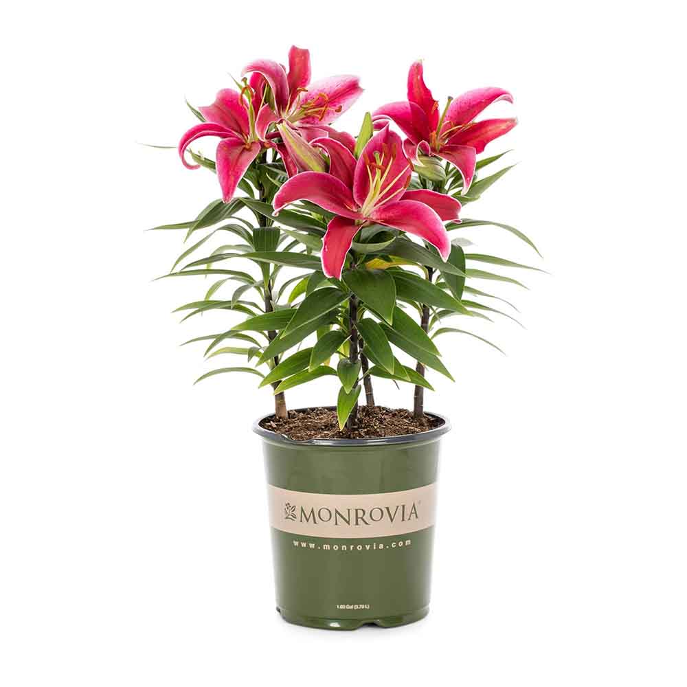 Lilium Asiatic Rosu- Crin Sunny Keys