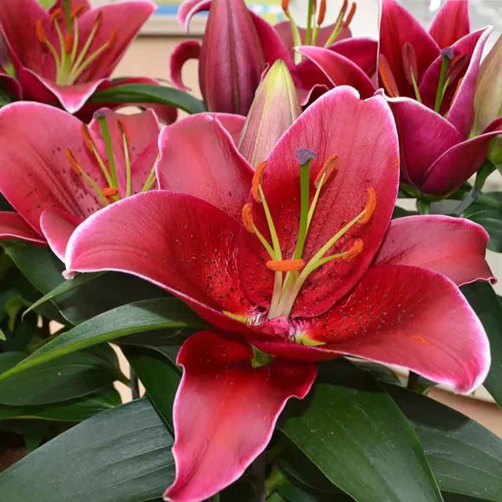 Lilium Asiatic Rosu- Crin Sunny Keys