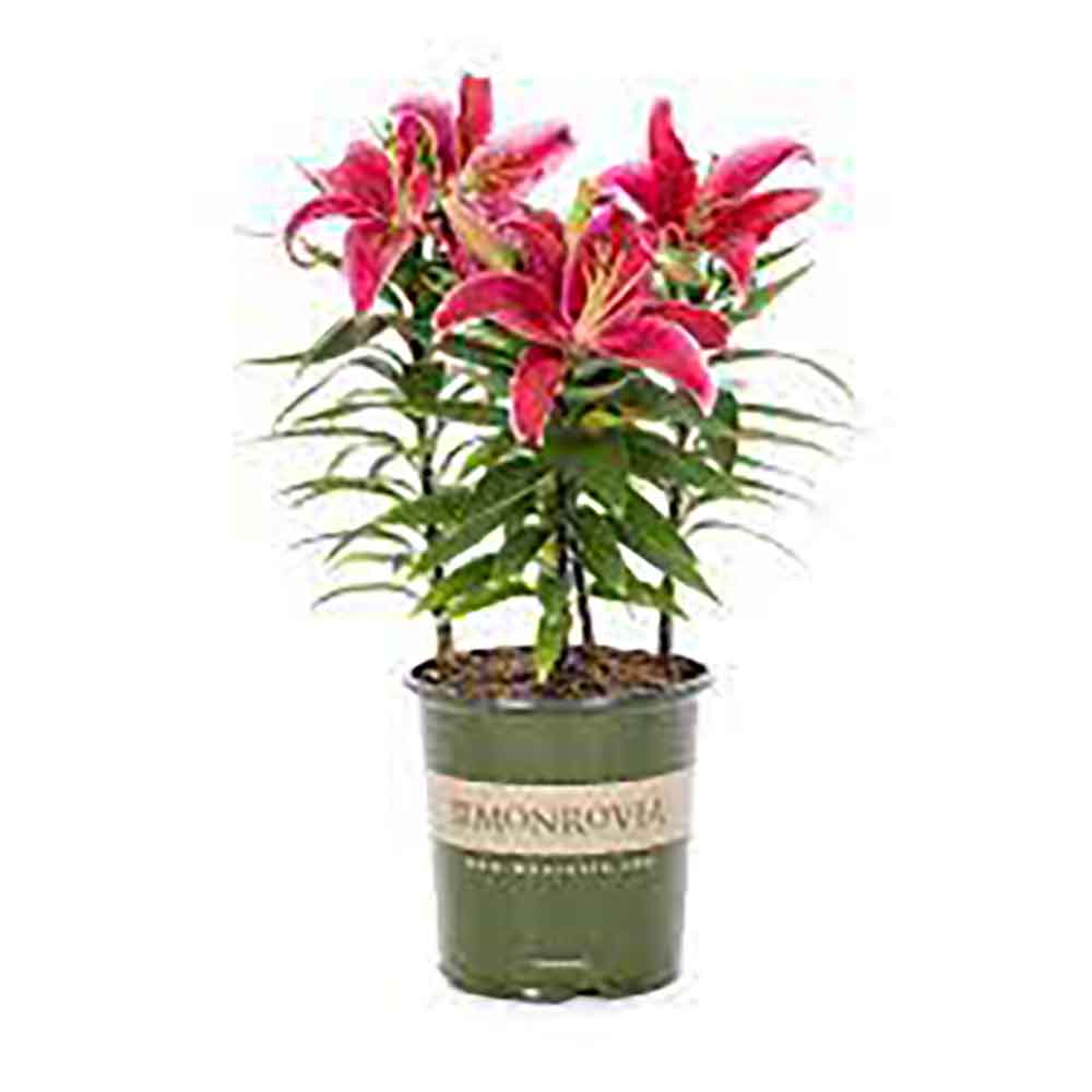 Lilium Asiatic Rosu- Crin Sunny Keys