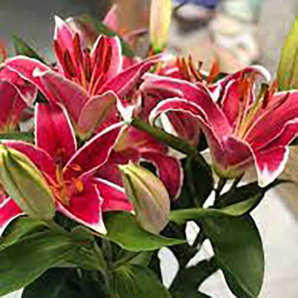 Lilium Asiatic Rosu- Crin Sunny Keys