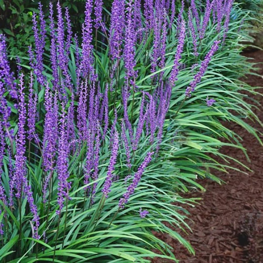 Iarba Ornamentala Liriope Big Blue