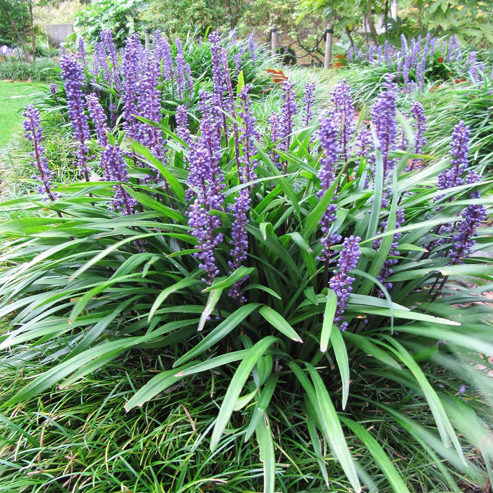 Iarba Ornamentala Liriope Big Blue
