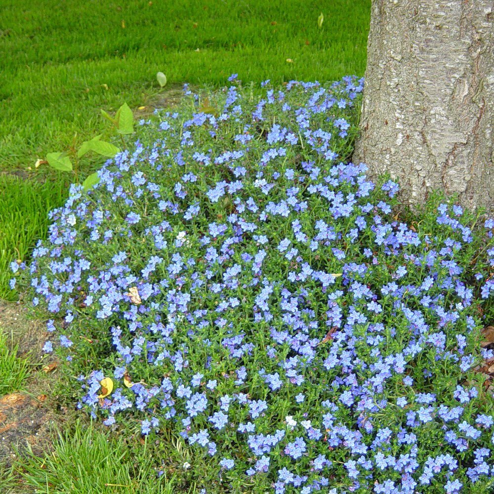 Lithodora Heavenly Blue taratoare, cu flori albastre