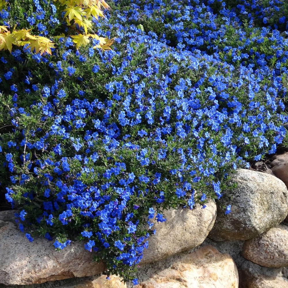 Lithodora Heavenly Blue taratoare, cu flori albastre
