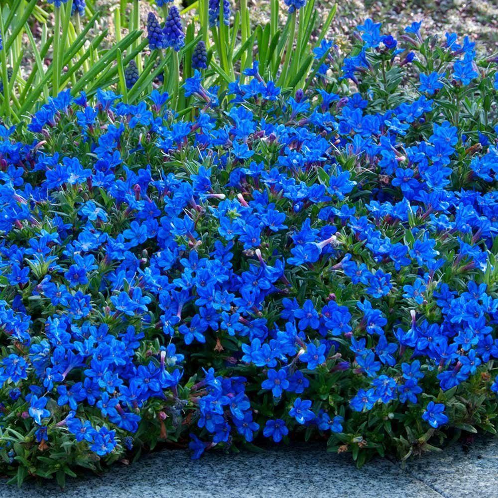 Lithodora Heavenly Blue taratoare, cu flori albastre