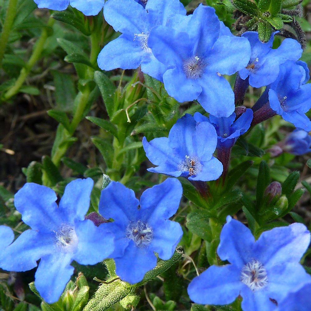 Lithodora Heavenly Blue taratoare, cu flori albastre