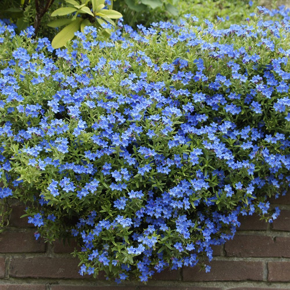 Lithodora Heavenly Blue taratoare, cu flori albastre