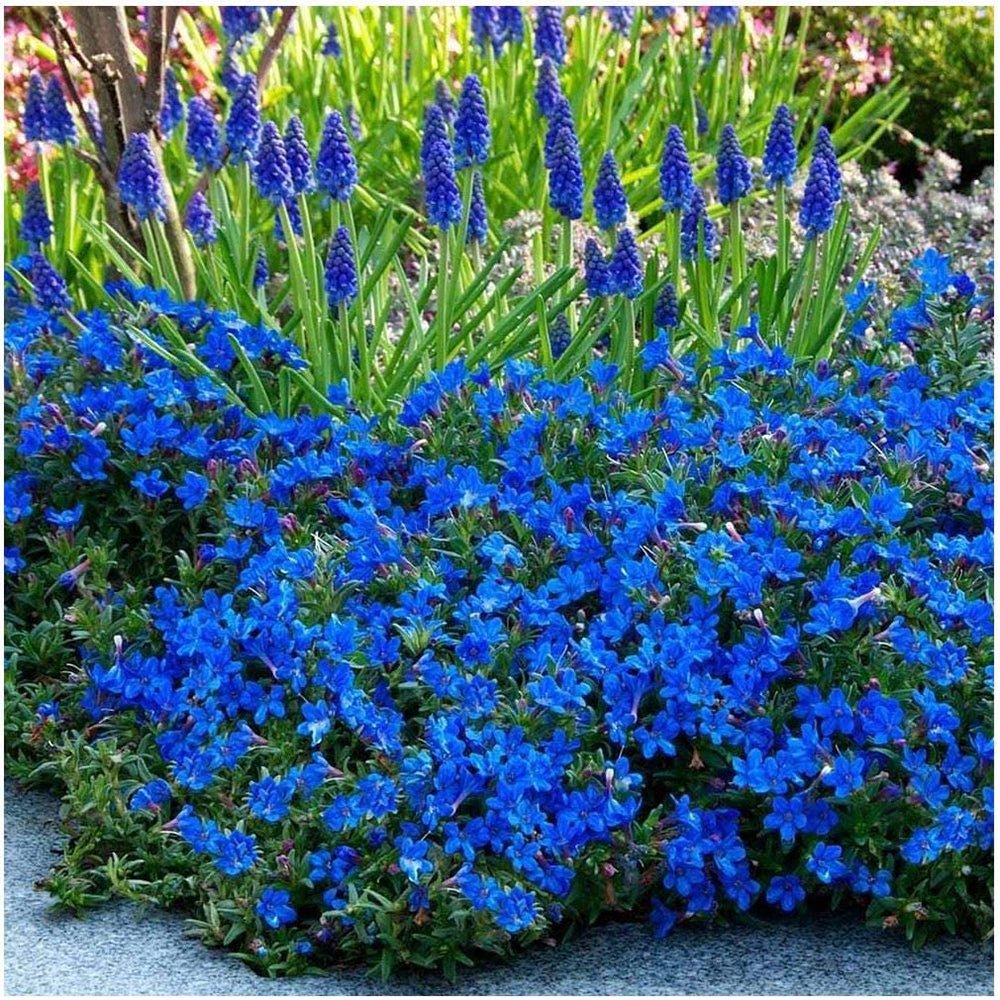 Lithodora Heavenly Blue taratoare, cu flori albastre