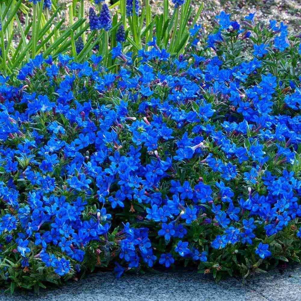 Lithodora Heavenly Blue taratoare, cu flori albastre