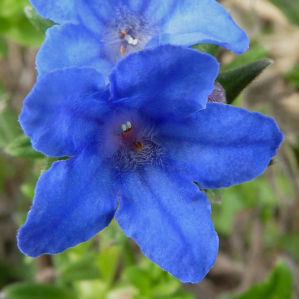 Lithodora Heavenly Blue taratoare, cu flori albastre