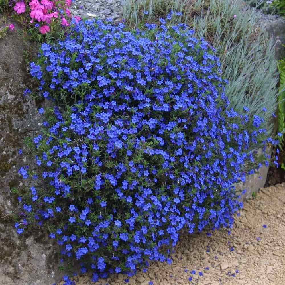 Lithodora Heavenly Blue taratoare, cu flori albastre