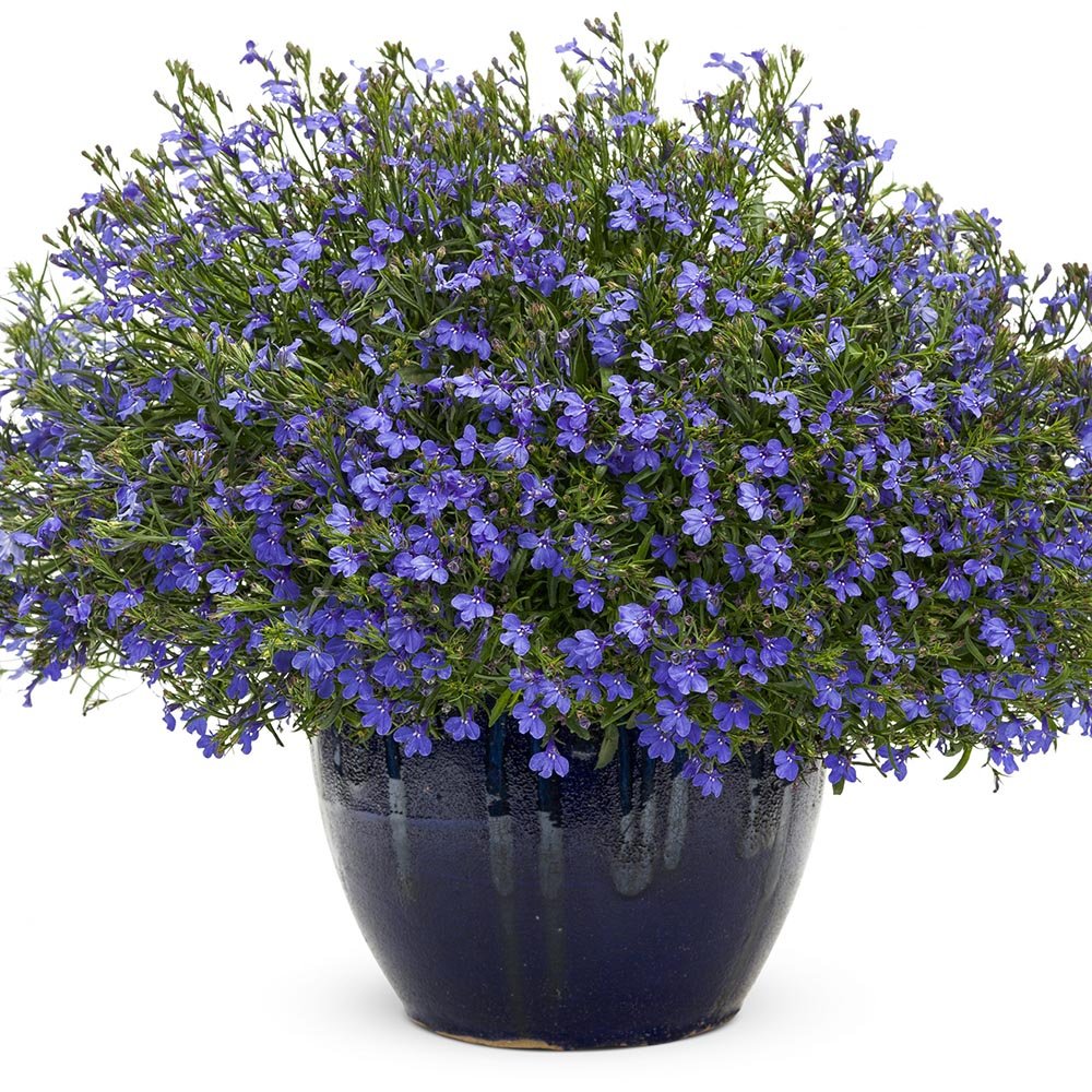 Lobelia curgatoare, cu flori albastre vibrante