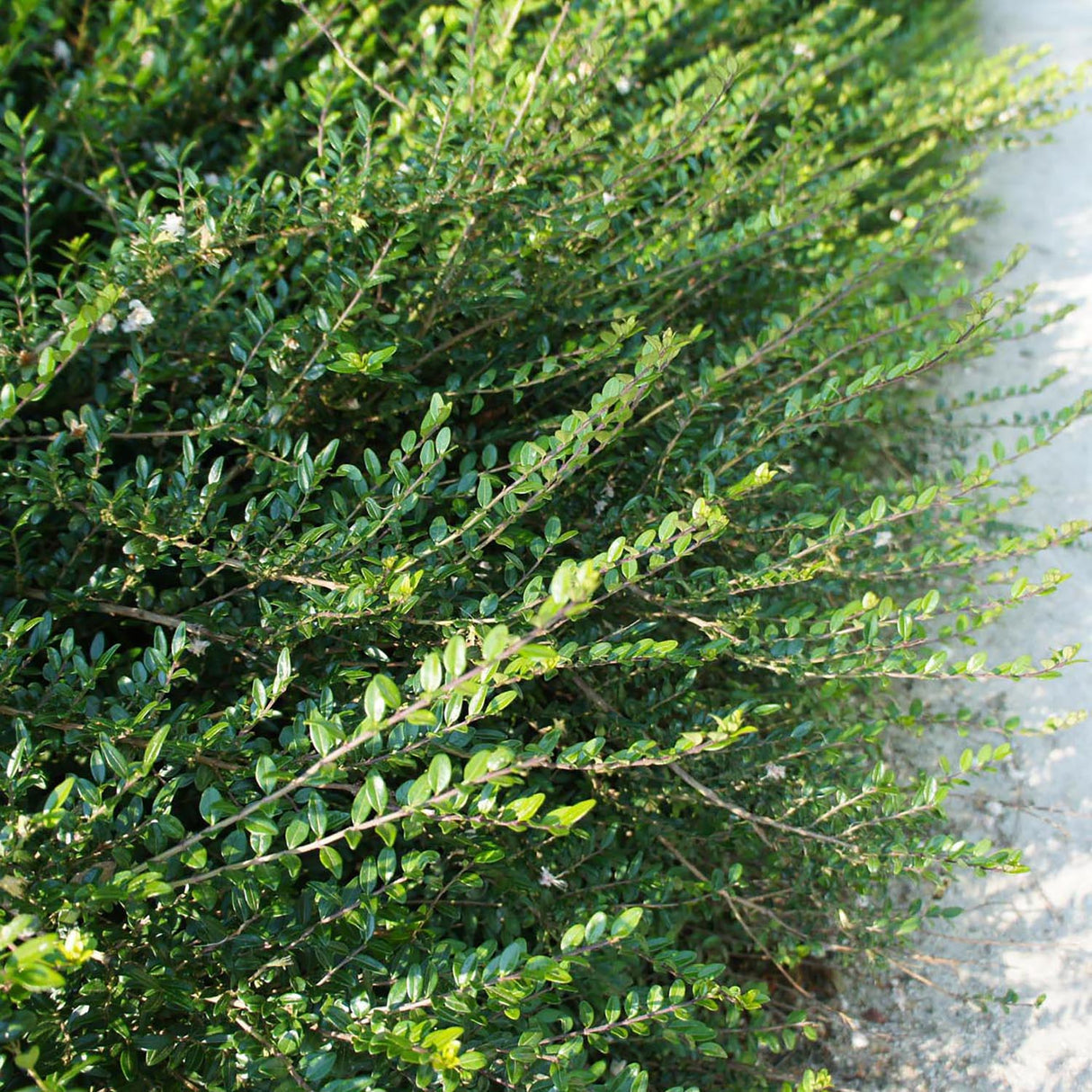 Lonicera Nitida Elegant, gard viu jos vesnic verde