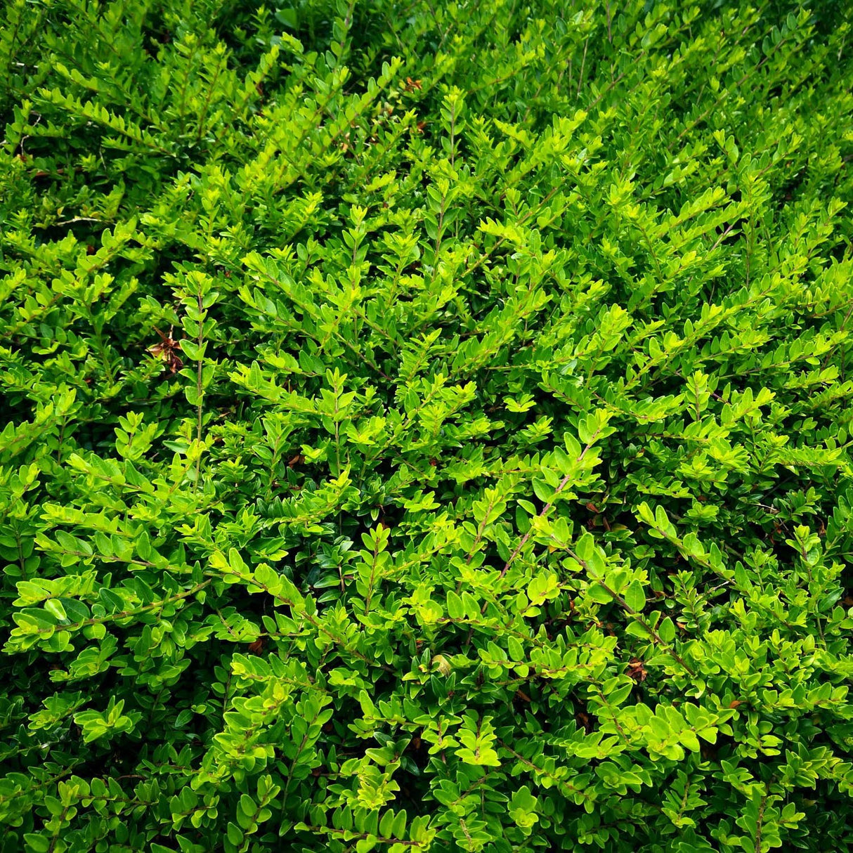 Lonicera Nitida Elegant, gard viu jos vesnic verde