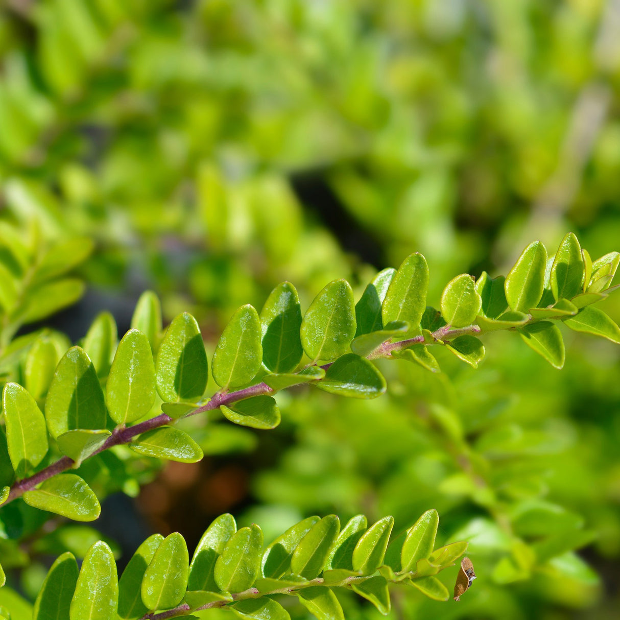Lonicera Maigrun