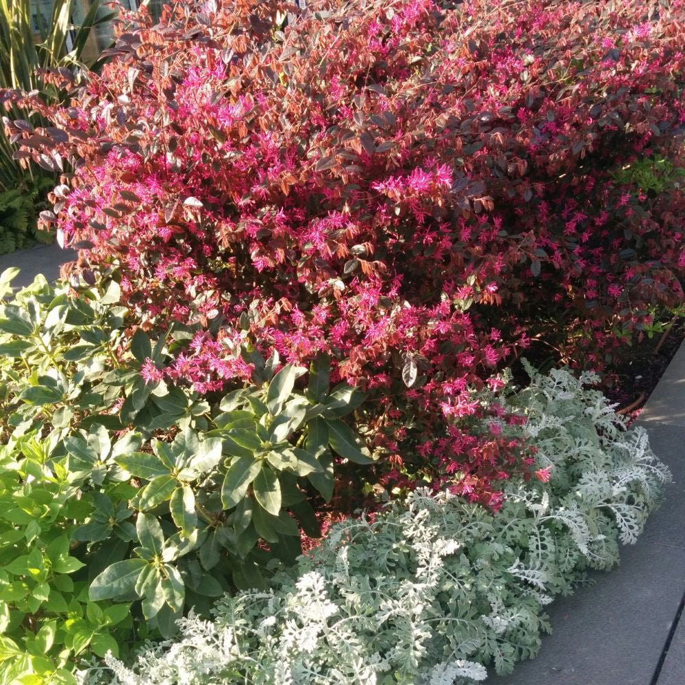 Arbust Chinezesc roz-purpuriu Loropetalum Fire Dance