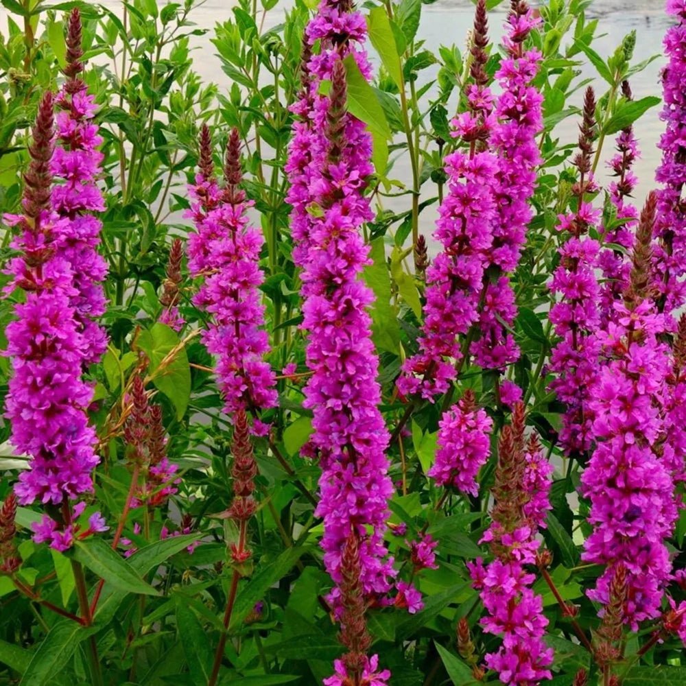 Rachitan Lythrum Salicaria Robin, cu flori roz