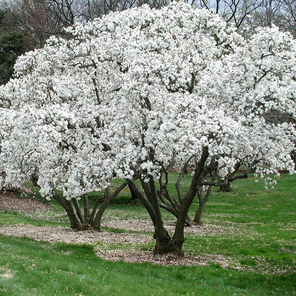Magnolia alba Stellata - Tip copac