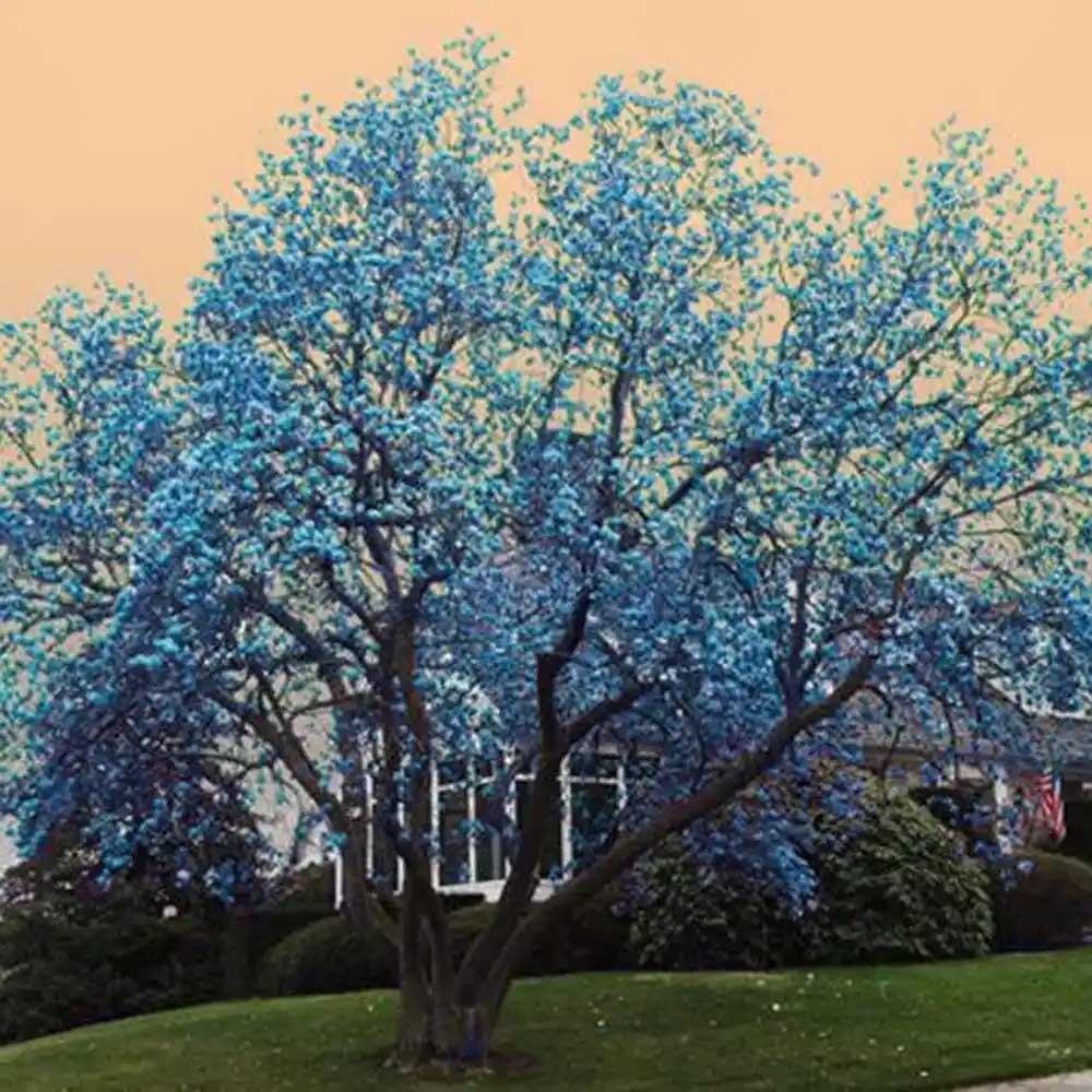 Magnolia Albastra Blue Opal