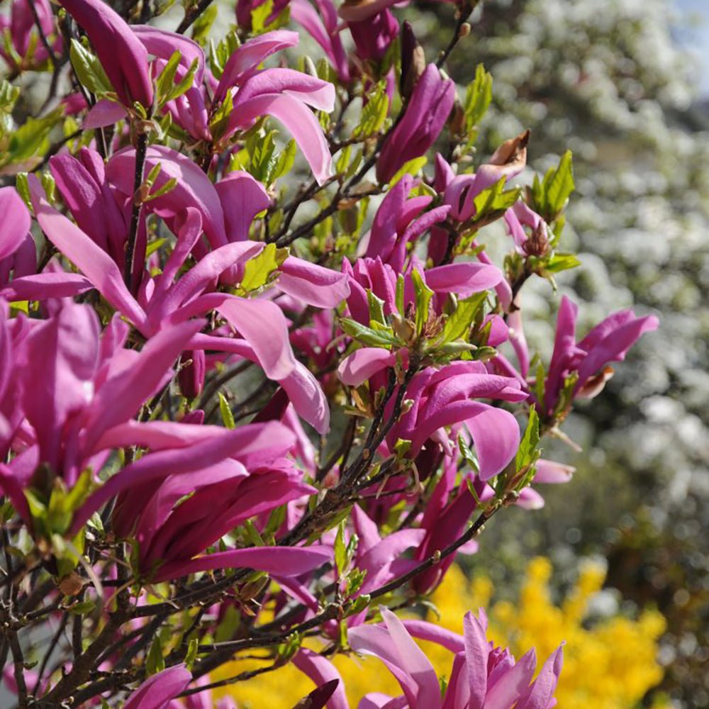 Magnolia Betty, flori purpurii impresionante