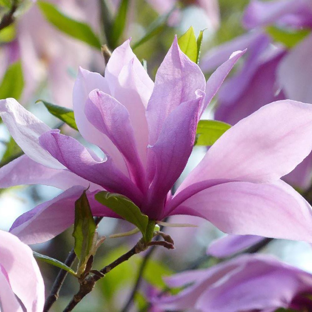 Magnolia Betty, flori purpurii impresionante