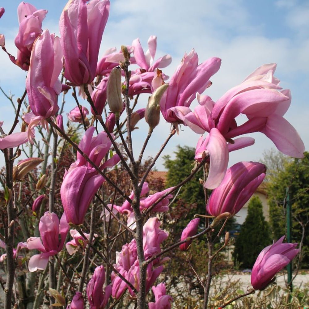 Magnolia Betty, flori purpurii impresionante