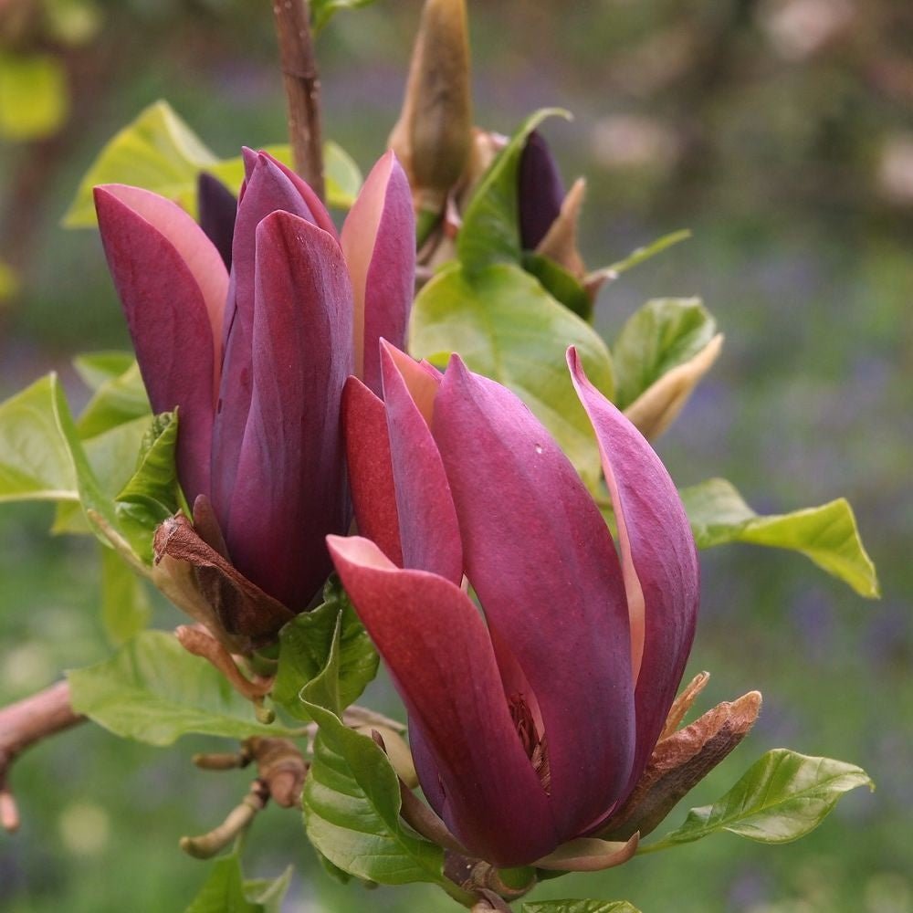 Magnolia Black Beauty, cu flori violet-inchis negru