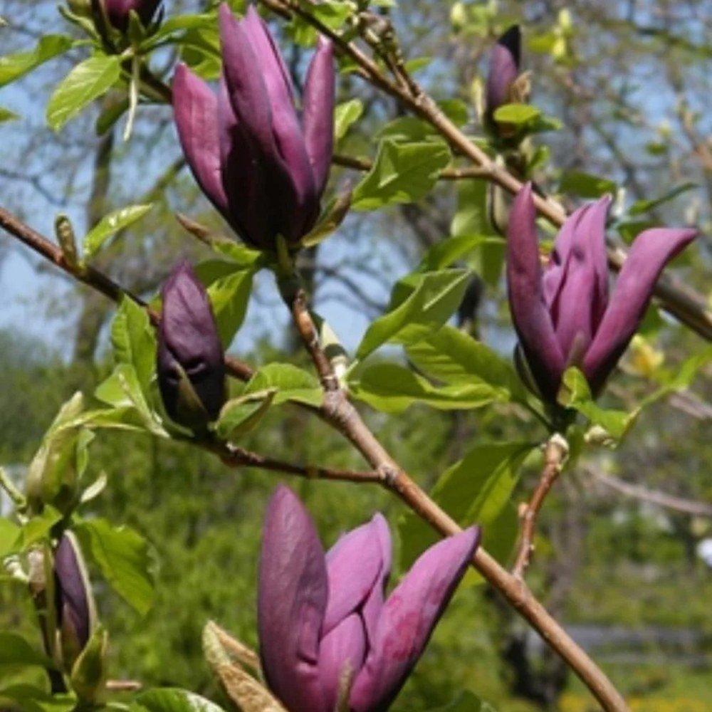 Magnolia Black Beauty, cu flori violet-inchis negru