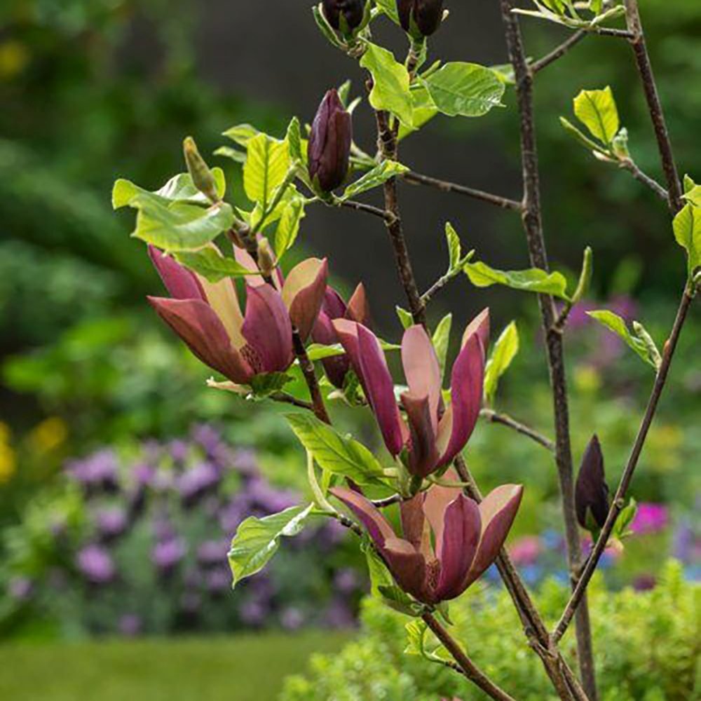 Magnolia Black Beauty, cu flori violet-inchis negru