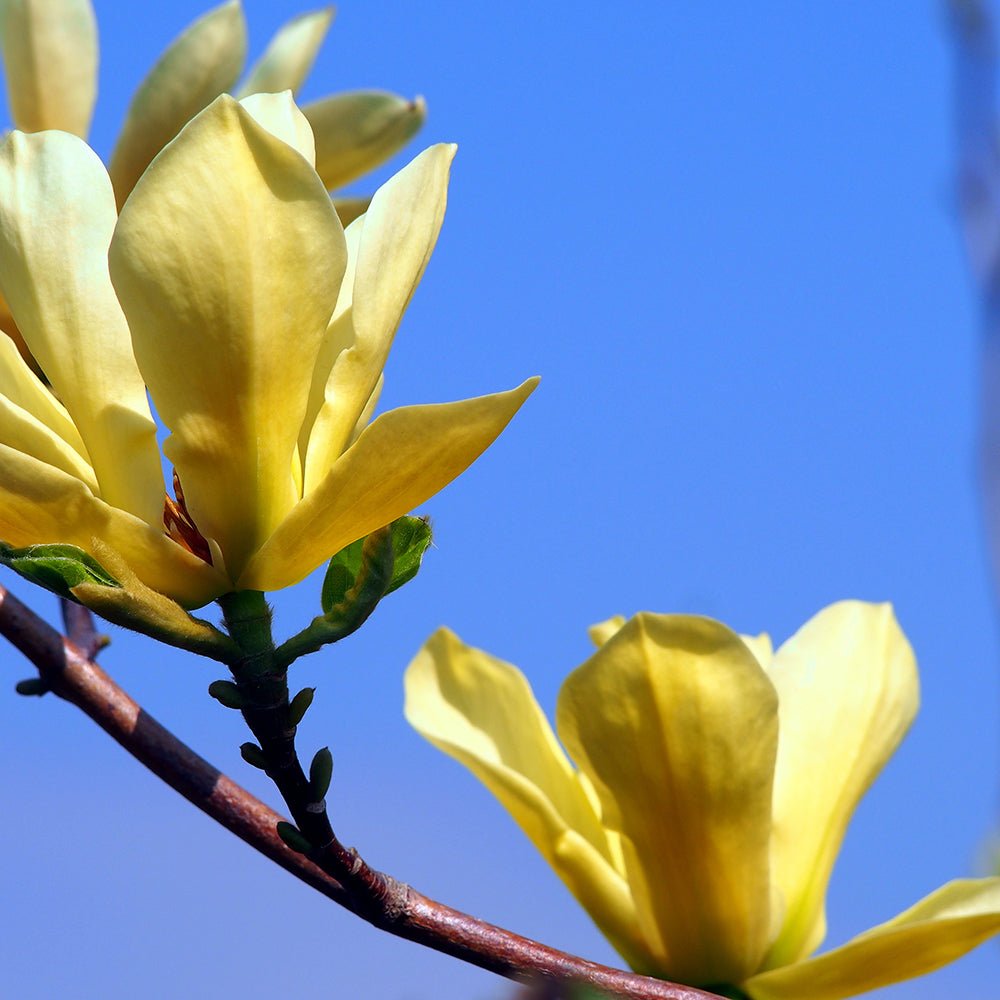 Magnolia galbena Butterfly