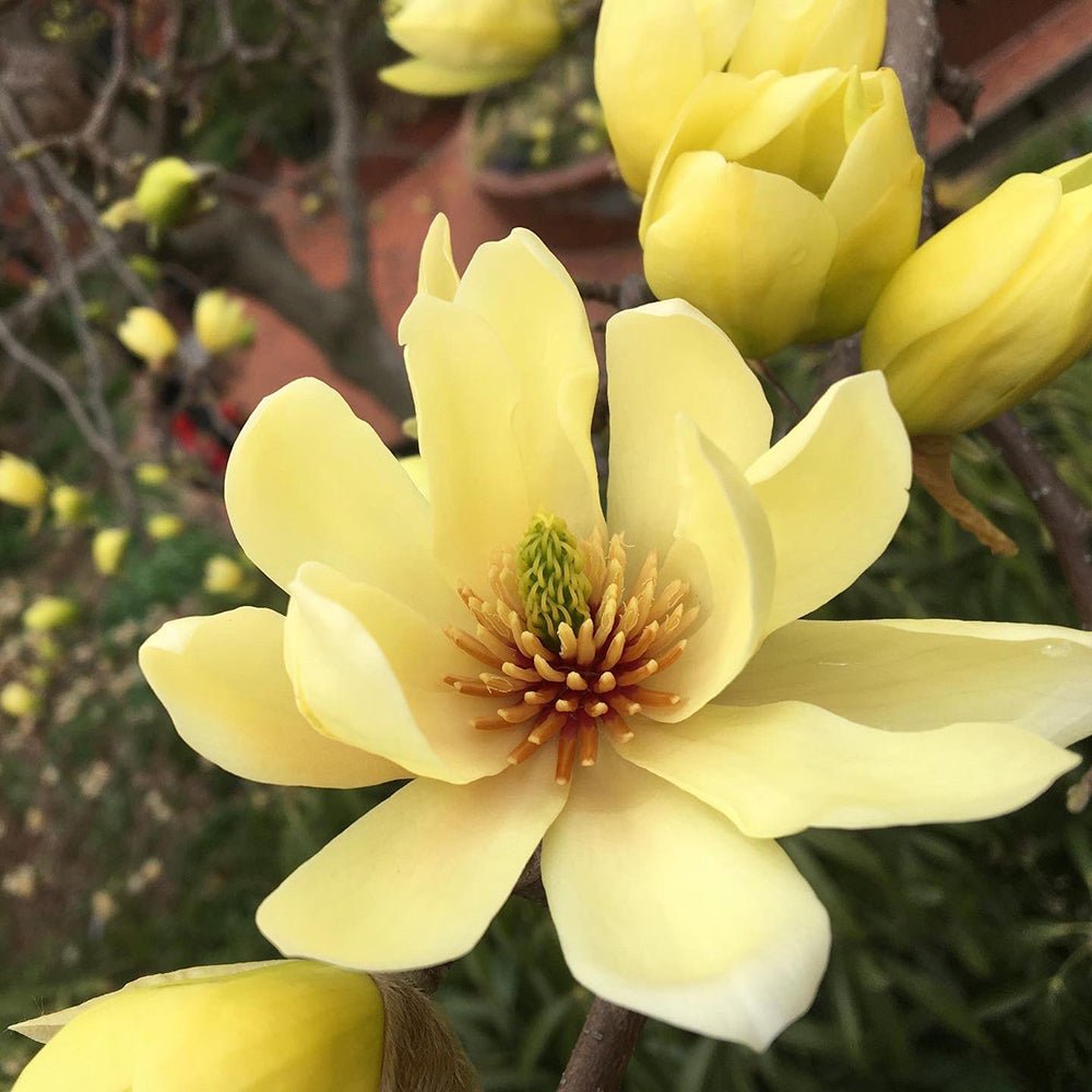 Magnolia galbena Butterfly