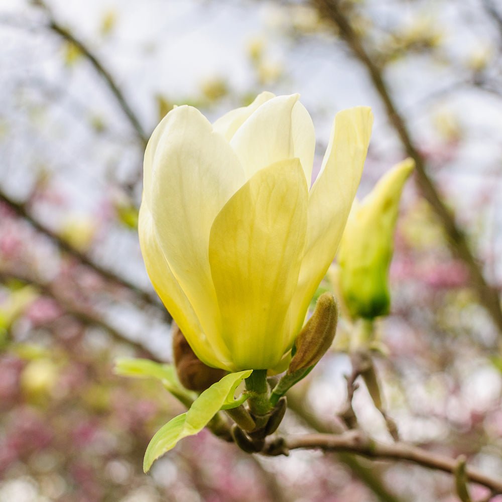 Magnolia galbena Butterfly