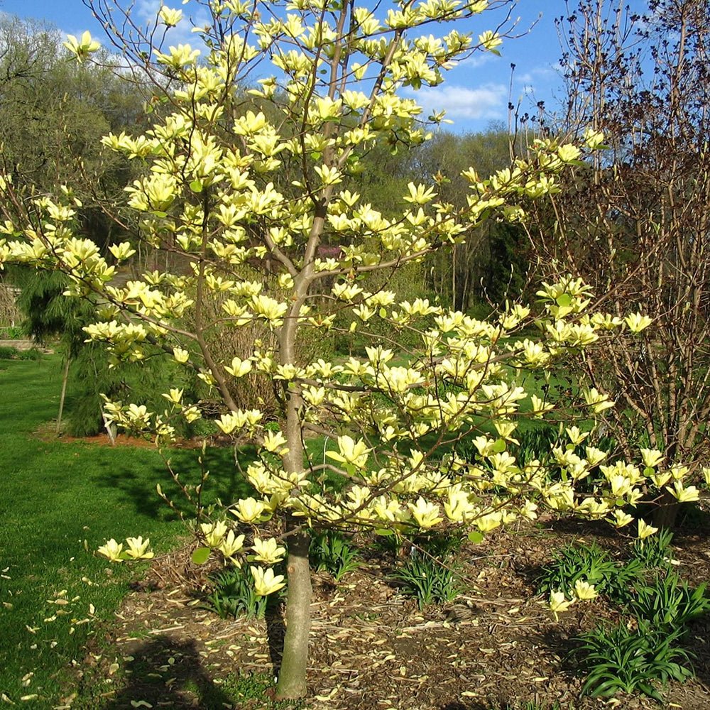 Magnolia galbena Butterfly