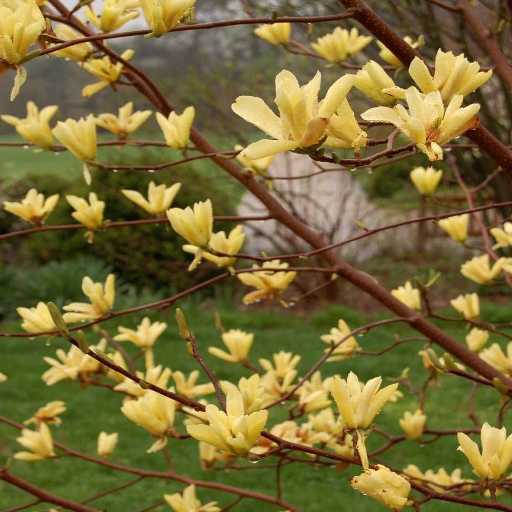 Magnolia galbena Butterfly